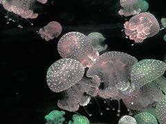 -欢乐海岸海洋奇梦馆