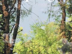 -铁山坪森林公园