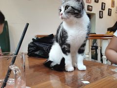 -猫小院猫主题餐厅(南锣旗舰店)