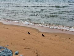 -乔木提恩海滩