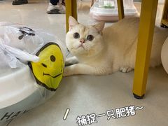 -lincat·猫舍(广州店)