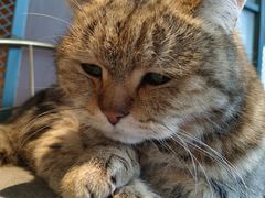 -喵屿·大理花园猫咖