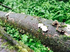 -西岭雪山大飞水景区