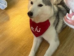 -Husky Go! 哈士奇体验馆·宠物咖啡厅狗咖