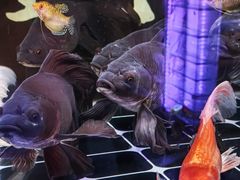 -哈尔滨道外花鸟鱼市场