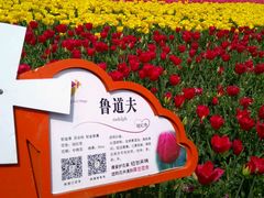 -荷兰花海