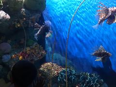 -暹罗海洋世界