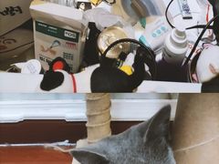 -猫小院猫主题咖啡厅(北锣店)