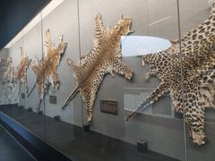 -昆明动物博物馆
