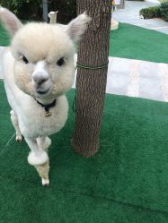 -萌宠亲子动物乐园(槐房万达店)