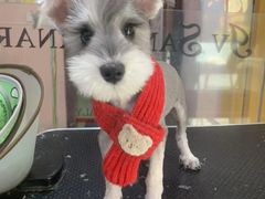 -车接车送·寄养洗护·德文猫舍(大宁店)