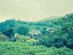 -龙井村