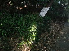 -北极阁公园