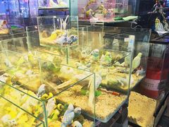 -青石桥花鸟鱼虫市场(叠翠城店)