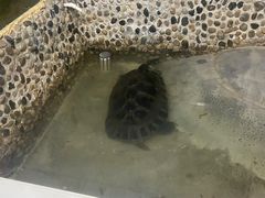 -上海大自然野生昆虫馆(东方明珠·爬宠昆虫探索中心)
