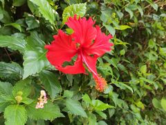 -西双版纳原始森林公园