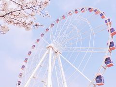 -顾村公园