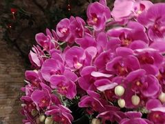 -尚帝·洛阳菜(八號院店)