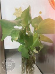 -尚艺造型.剪烫染.接发