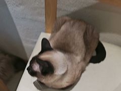 -藏猫猫咖啡主题馆(中央大道店)