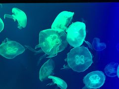 -成都浩海立方海洋公园