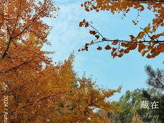 -长白岛森林公园