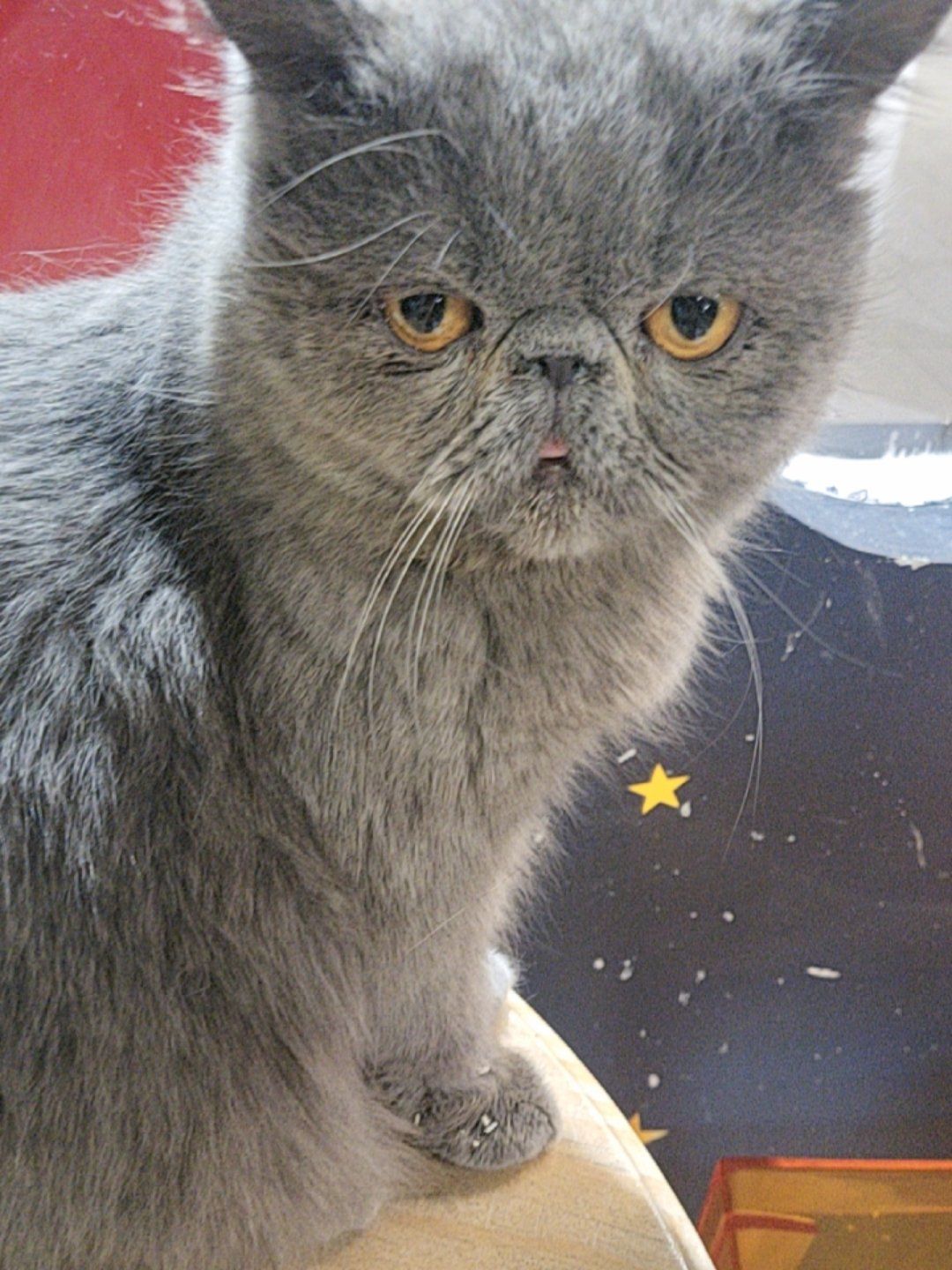 动物再就业#周末好去处#萌踪dreamoz好适合来放松一下身心