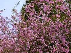 -南汇桃花村