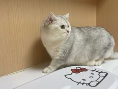-谐和益家动物医院·免疫绝育·血液透析·宠保定点医院(高新伊藤分院)