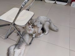 -怪兽屋·羊驼·猫咖·狗咖(俊华广场店)