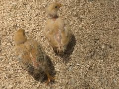 -怪兽屋·羊驼·猫咖·狗咖(俊华广场店)