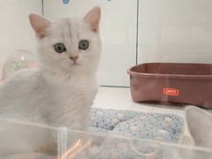 -1013 PET SHOP精品宠物商店(丁香店)