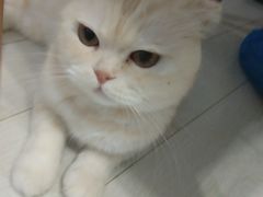 -喵的天空名猫咖啡馆·撸猫·猫舍·用品