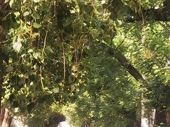 -清真-戏楼王记牛肉面