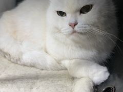 -申普宠物医院·心脏介入·心血管微创(总院)