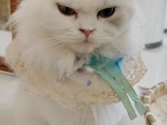 -共舞时光猫咖·狗咖(新街口店)