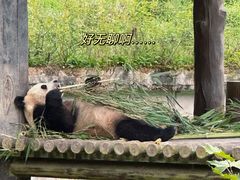 -中国大熊猫保护研究中心雅安碧峰峡基地