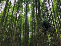 -武陵山森林公园