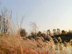 -东郊湿地公园