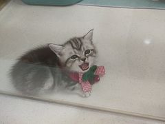 -糯米喵星人总部直营旗舰店·猫舍·幼猫出售