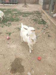 -上美四季动物农场