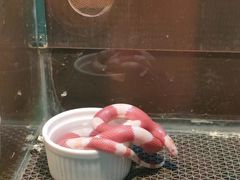 -上海大自然野生昆虫馆