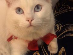 -伟伟宠物医院·CT影像中心·瑞派犬猫综合性门诊(汉口总院)