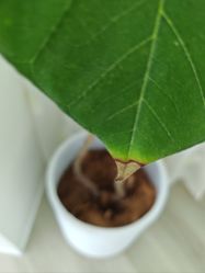 -HEYAN荷妍专业脱毛连锁机构