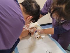 -萌兽医馆·犬猫专科·眼科中心·宠物医院(朝阳门分院)