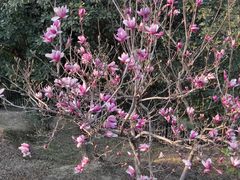 -桃花涧