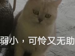 -喵屿·大理花园猫咖