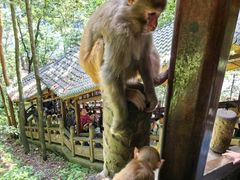 -岳麓山风景名胜区