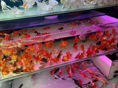 -青石桥花鸟鱼虫市场(叠翠城店)