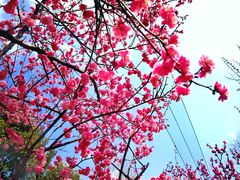 -黄陂区野村谷景区